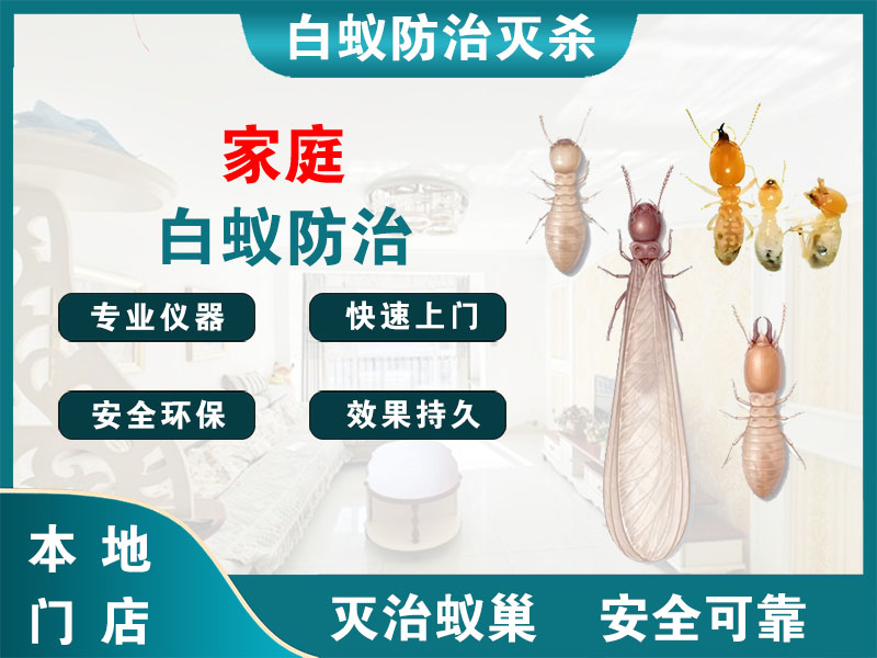锡山家庭白蚁防治